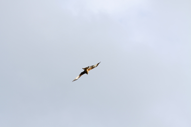 Red Kite