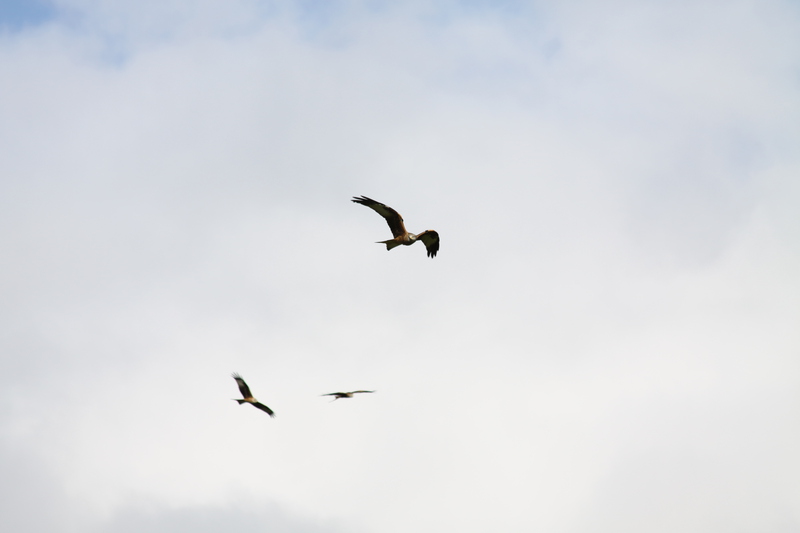 Red Kites