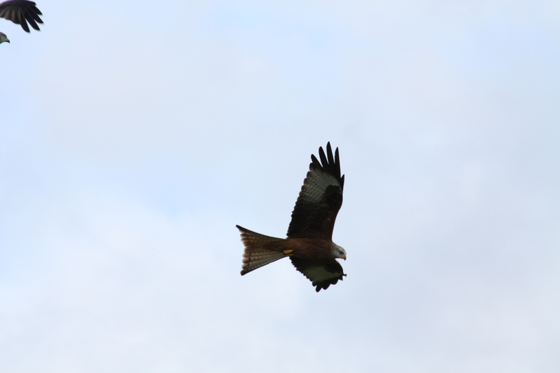 Red Kite