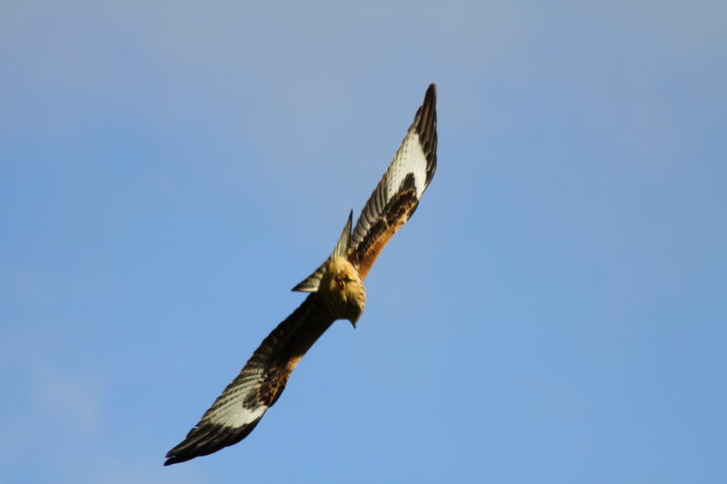 Red Kite