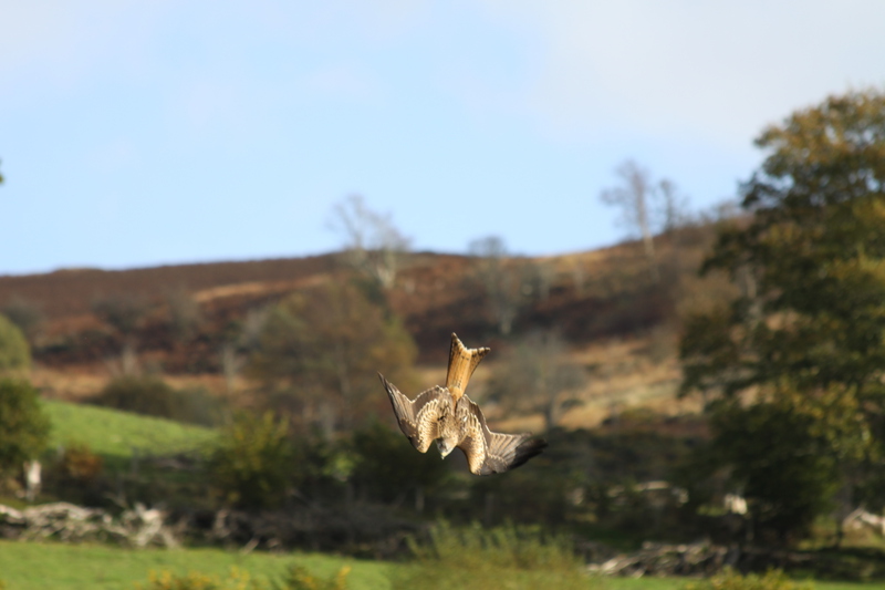 Red Kite diving