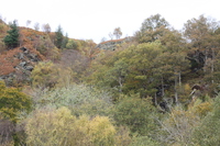 Woodland around Conwy Falls