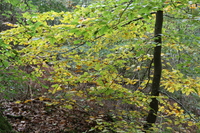 Woodland around Conwy Falls