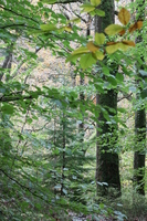 Woodland around Conwy Falls