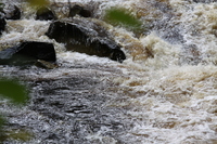 Conwy River near the falls