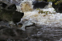 Conwy River near the falls