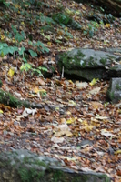 Woodland around Conwy Falls