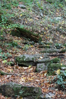 Woodland around Conwy Falls