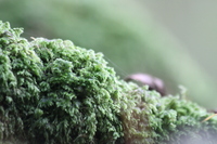 Moss