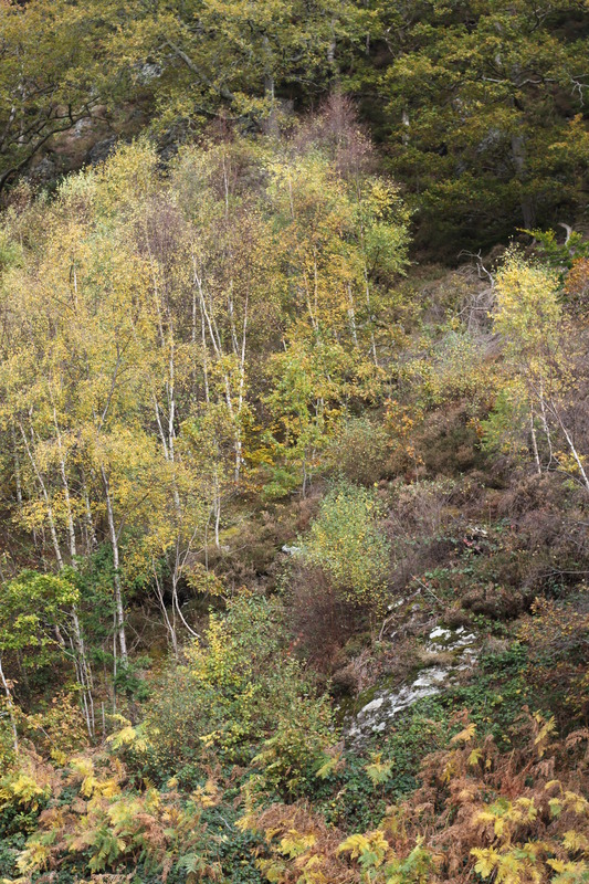 Woodland around Conwy Falls