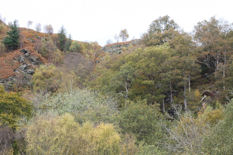 Woodland around Conwy Falls