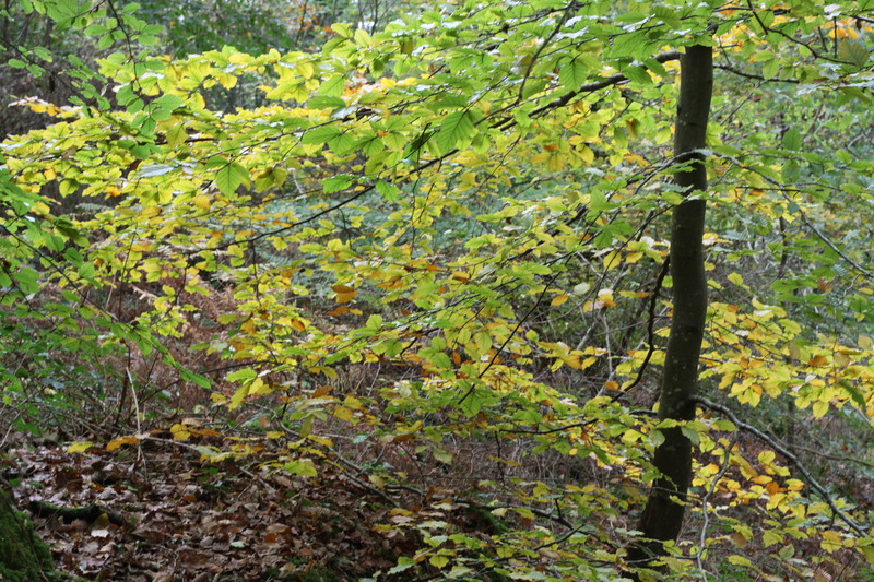 Woodland around Conwy Falls