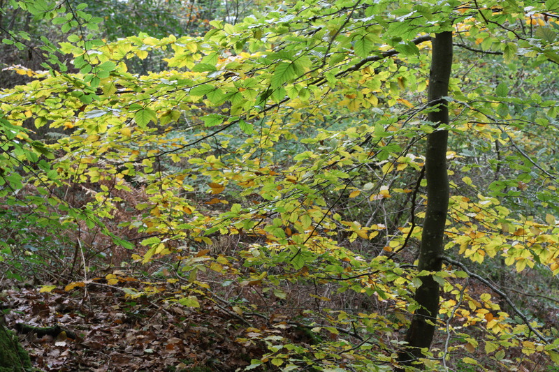 Woodland around Conwy Falls