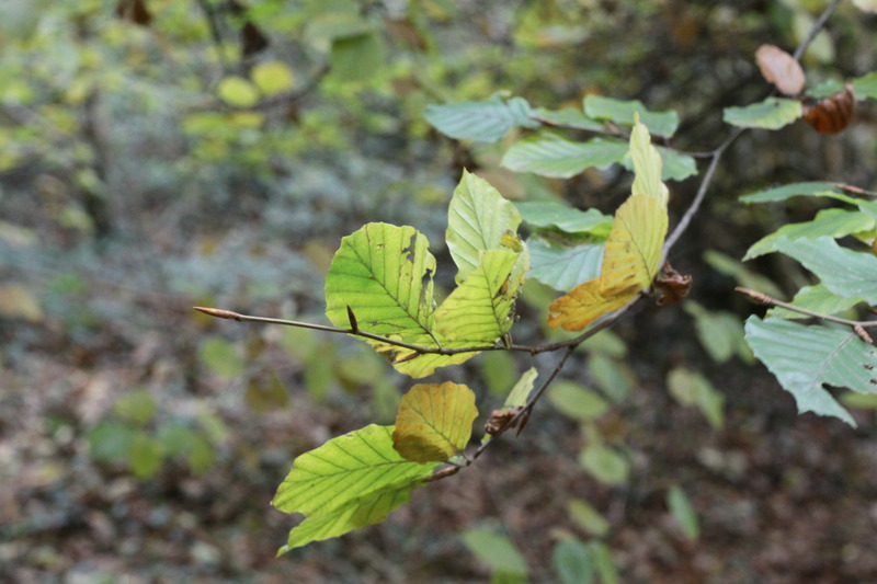 Woodland around Conwy Falls