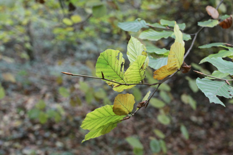 Woodland around Conwy Falls