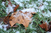 Frozen Leaf