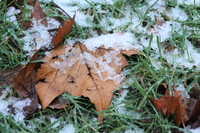 Frozen Leaf