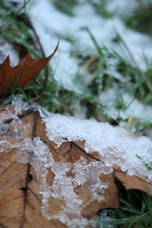 Frozen Leaf