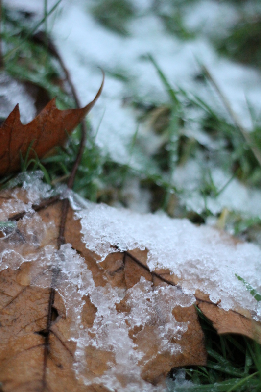 Frozen Leaf