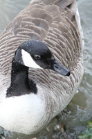 Goose on the Thames