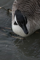 Goose on the Thames