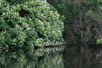 Lakeside at Wanstead Park