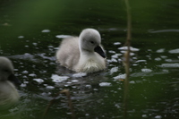 Wanstead Park