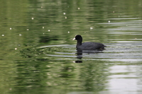 Coot on the water