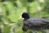 Coot on the water