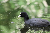 Coot on the water