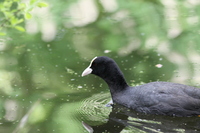 Coot on the water