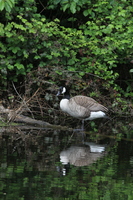 Canada goose