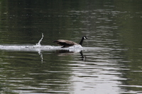 Canada goose swimming at speed