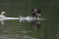 Canada goose chased away