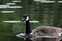 Canada goose swimming at speed