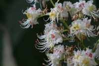 Flowers on a horse chestnut