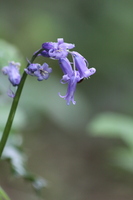 Bluebell