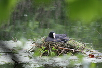 Coot nesting