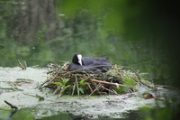 Coot nesting