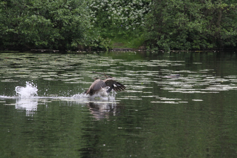 Touchdown!  Canada goose landing