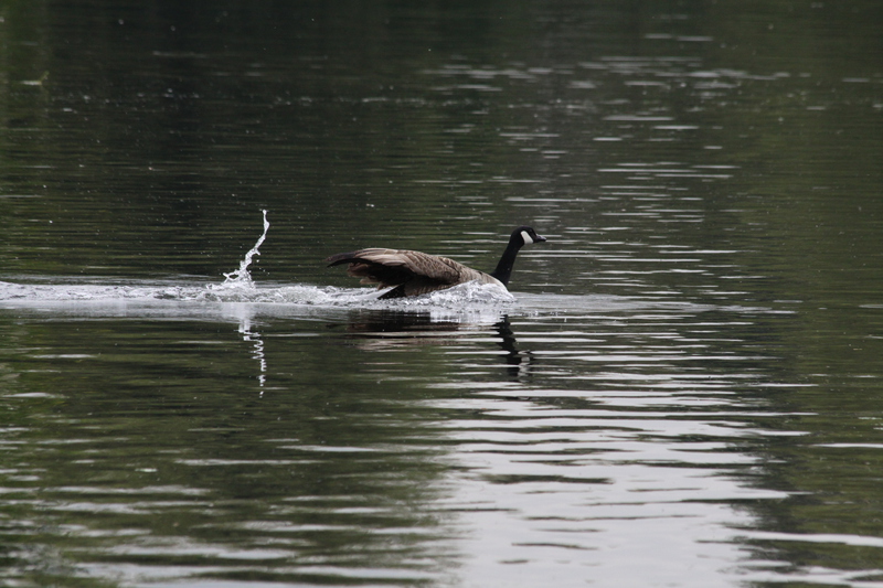 Canada goose swimming at speed