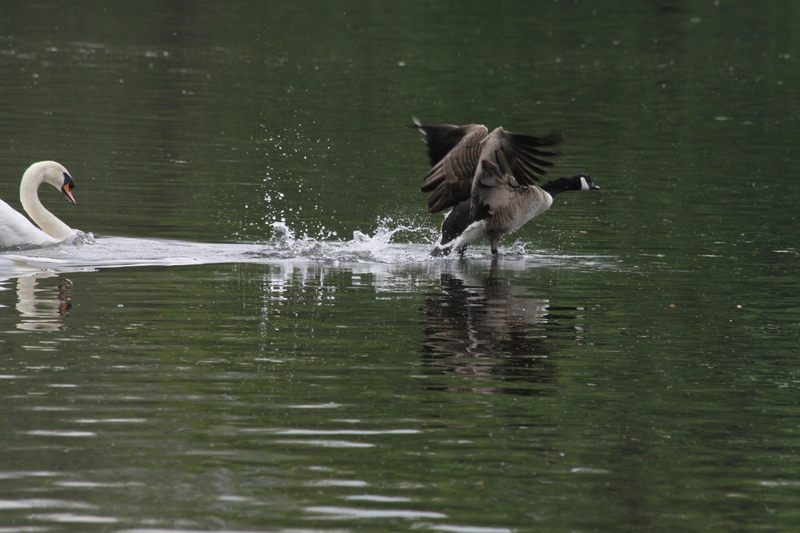 Canada goose chased away