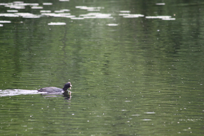 Coot on the water