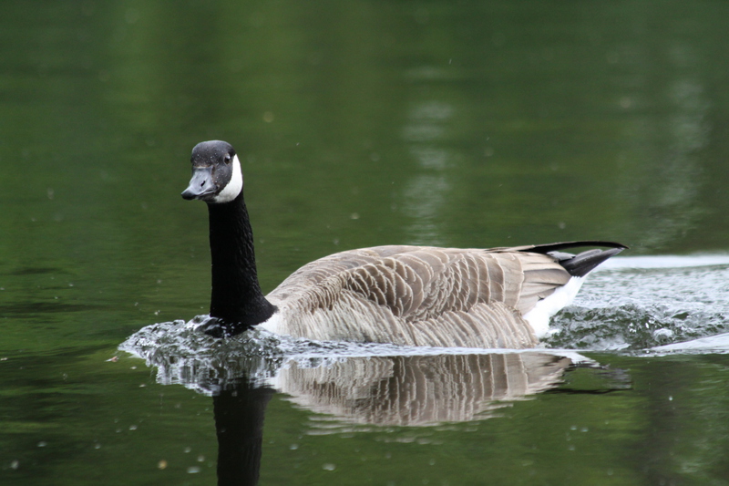 Canada goose swimming at speed