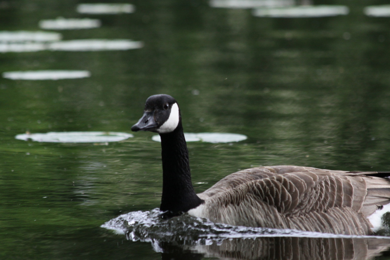 Canada goose swimming at speed
