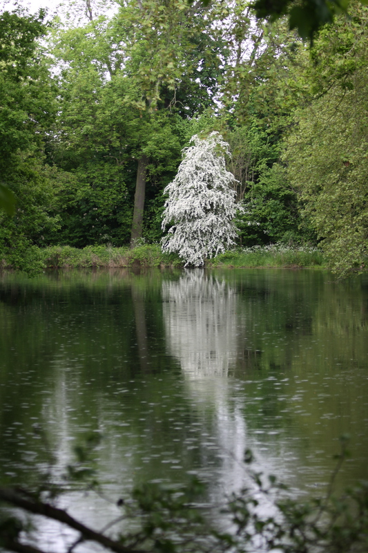 Lakeside View