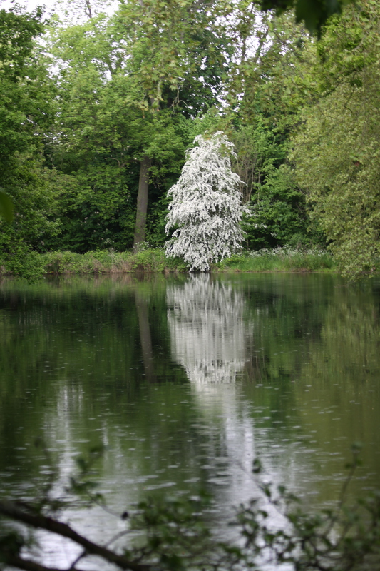 Lakeside View