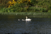 Swan and Cygnets