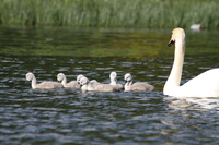 Swan and Cygnets