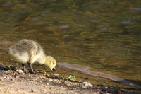 Gosling by the water
